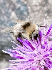 Bombus sylvarum