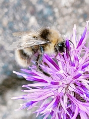 Bombus sylvarum