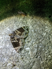 Gandaritis atricolorata