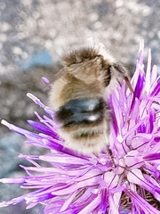 Bombus sylvarum