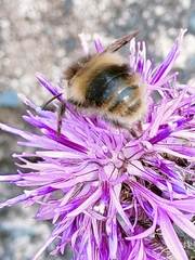 Bombus sylvarum