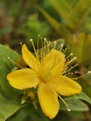 Hypericum foliosum