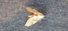 Clanis bilineata