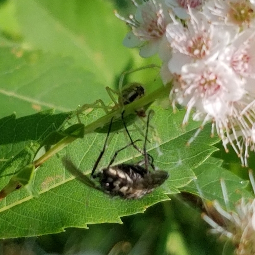 Common candy-striped spider photo 5