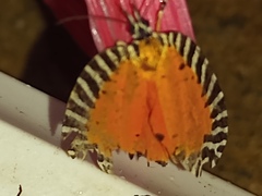 Pseudatteria volcanica