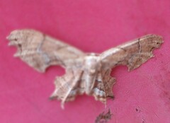 Calledapteryx dryopterata
