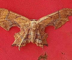 Calledapteryx dryopterata