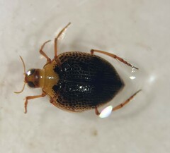 Peltodytes tortulosus