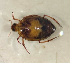 Peltodytes tortulosus