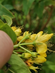 Hypericum foliosum