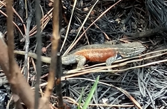 Sceloporus aeneus