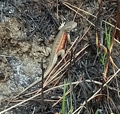 Sceloporus aeneus