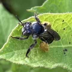 Macropis