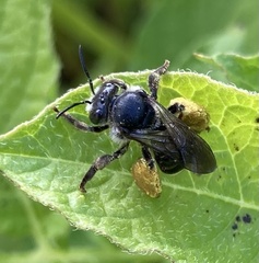 Macropis