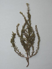 Lythrum tribracteatum