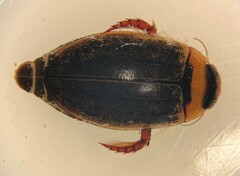 Rhantus wallisi