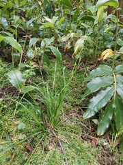 Carex vulcani