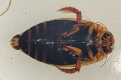 Rhantus wallisi