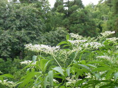 Sambucus javanica