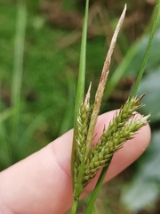 Carex vulcani