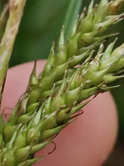 Carex vulcani