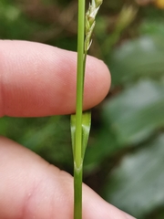 Carex vulcani
