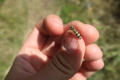 Chlorophorus herbstii