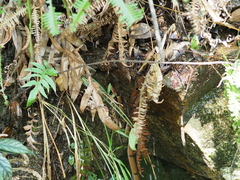 Oreocryptophis porphyraceus