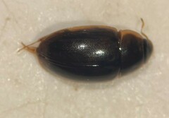 Enochrus hamiltoni