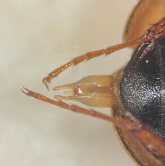 Enochrus hamiltoni