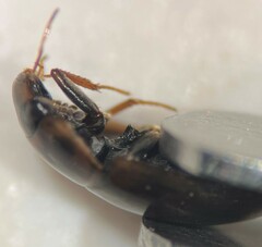 Enochrus hamiltoni