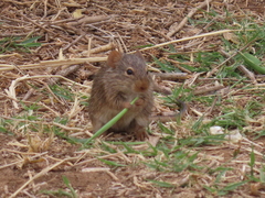 Arvicanthis neumanni