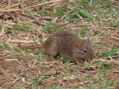 Arvicanthis neumanni