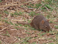 Arvicanthis neumanni