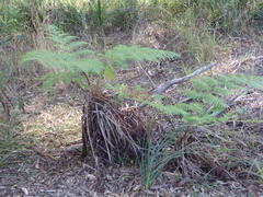 Cyathea australis