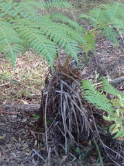 Cyathea australis