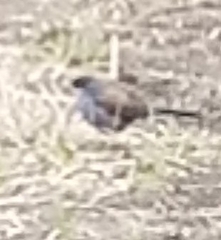 Junco phaeonotus