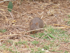 Arvicanthis neumanni