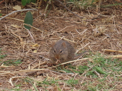 Arvicanthis neumanni