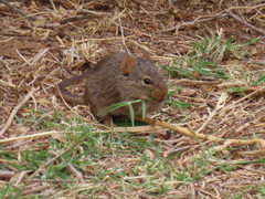 Arvicanthis neumanni