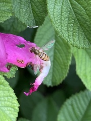 Toxomerus marginatus