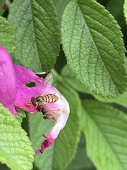 Toxomerus marginatus