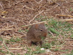 Arvicanthis neumanni