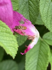 Toxomerus marginatus