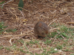 Arvicanthis neumanni