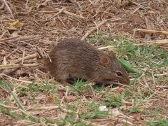 Arvicanthis neumanni