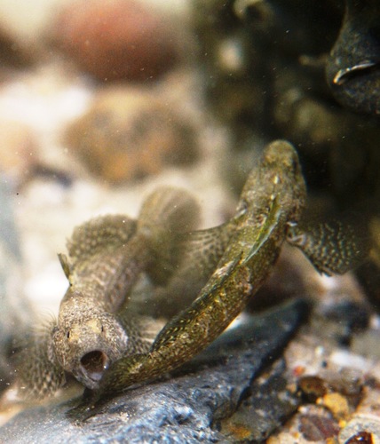 Frayedfin goby (Bathygobius krefftii) — Gobiidae