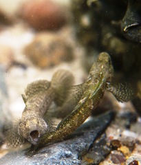 Bathygobius krefftii