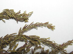 Lythrum tribracteatum