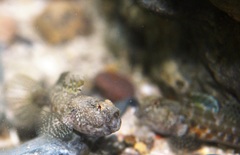 Bathygobius krefftii